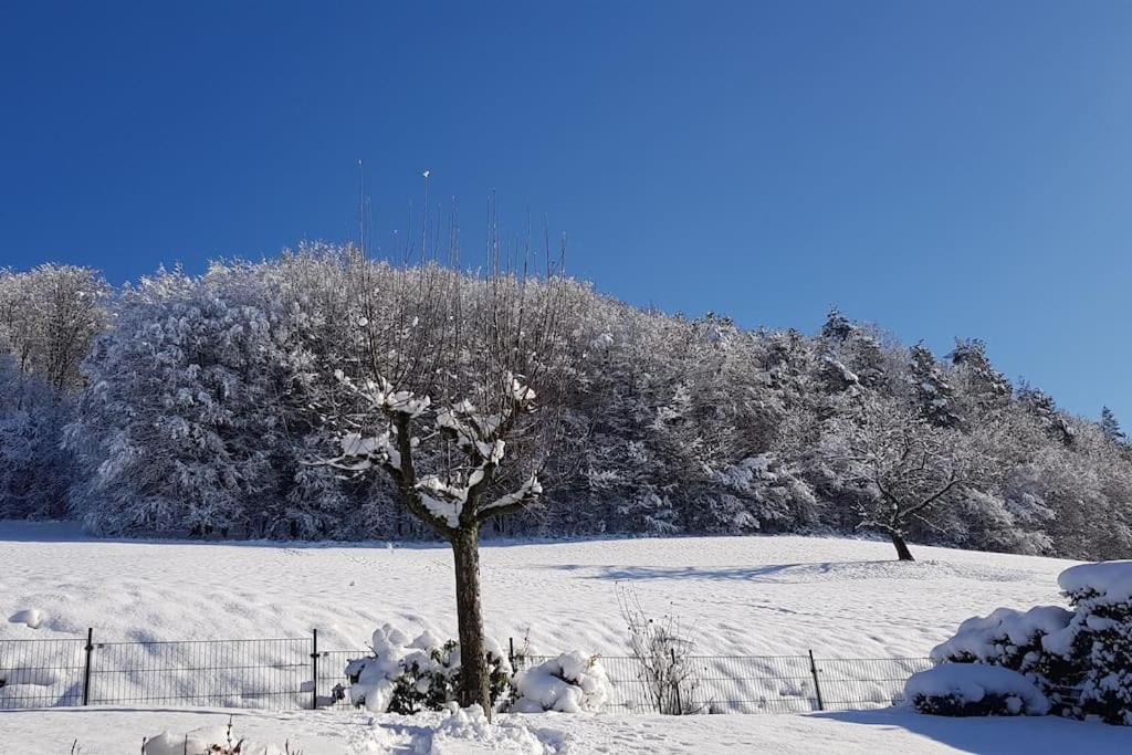 Ferienwohnung Talblick Im Schwarzwald Seelbach  Exteriér fotografie